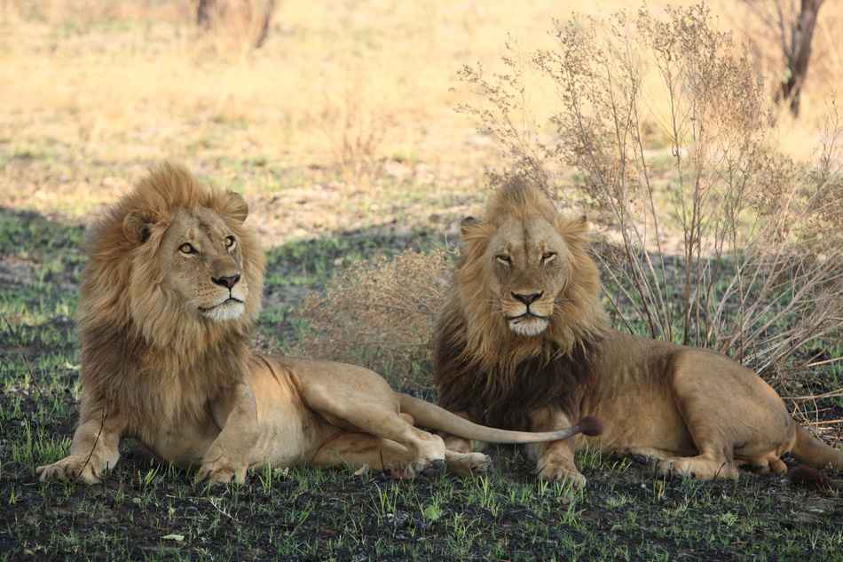 Lions