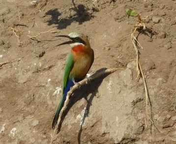 botswana-bee-eater-at-chobe