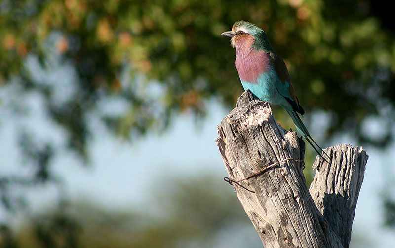 botswana-lilac-breasted-roller