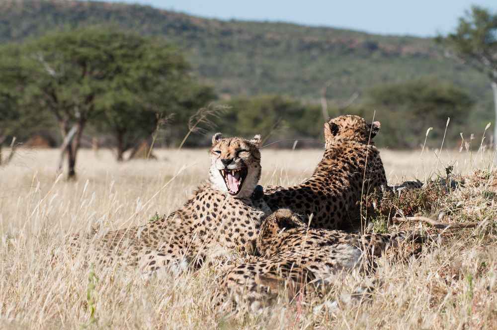cheetahs-okonjima-namibia-resize
