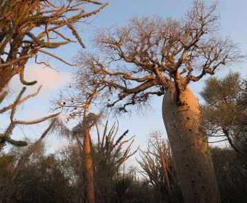 madagascar-baobab-trees