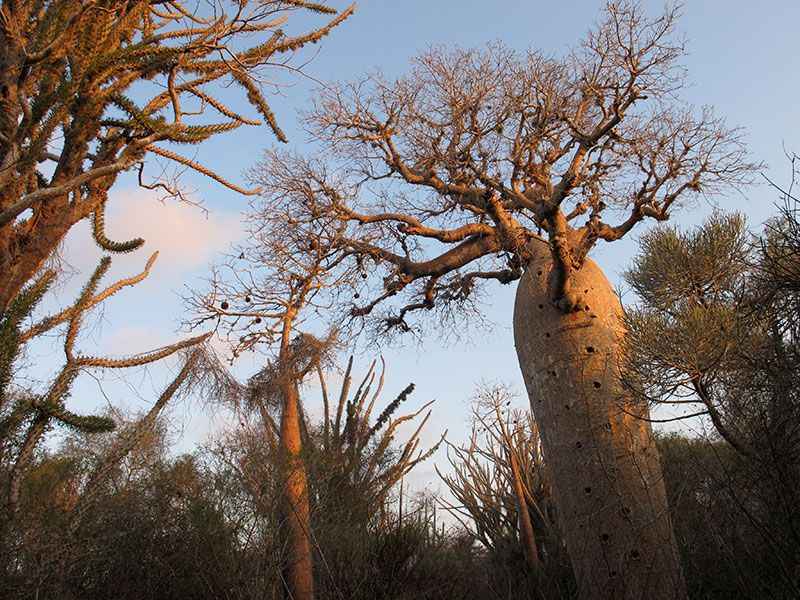 madagascar-baobab-trees