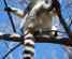 madagascar-ring-tailed-lemur