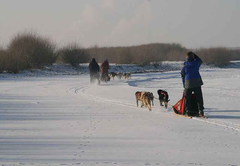 mongolia-dog-sled