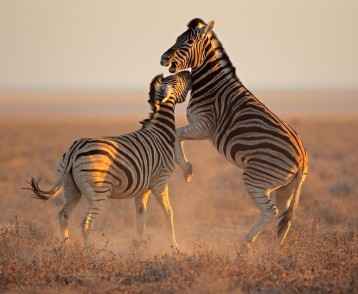 zebra-fighting-resize