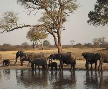 zimbabwe-elephants