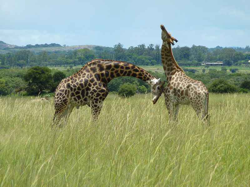 zimbabwe-giraffe
