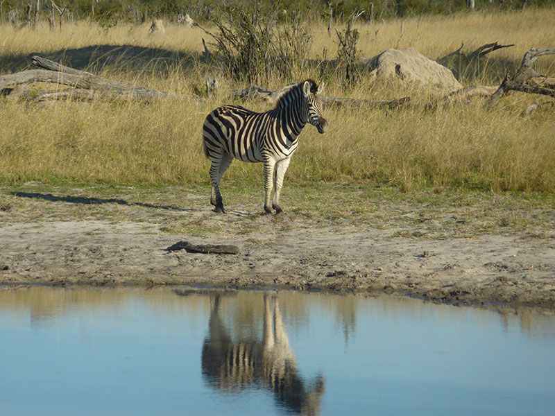 zimbabwe-zebra