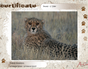 cheetah in namibia