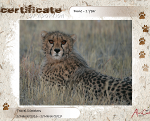 namibian cheetah