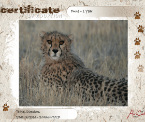 cheetah namibia adoption