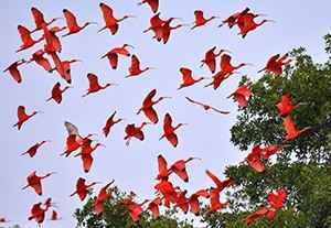 scarlet ibis-blog
