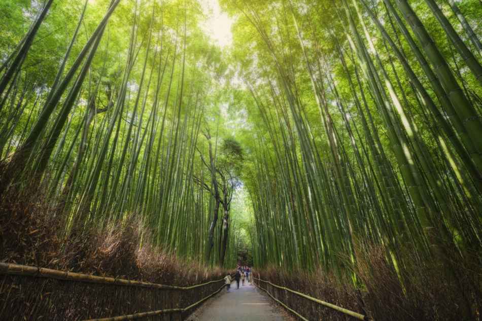 Green bamboo forest and walk way.