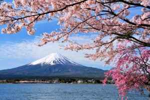 Japan & the Cherry Blossoms