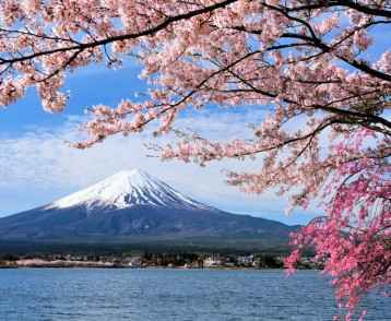 Mount Fuji and Cherry tree