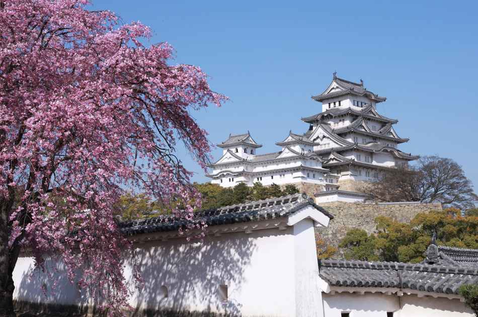 Cherry blossoms in Himeji Castle