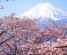 Mt Fuji-Cherry Blossom-main