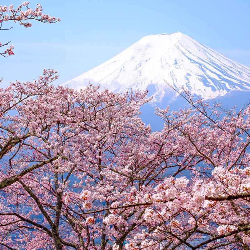 Mt Fuji-Cherry Blossom-main