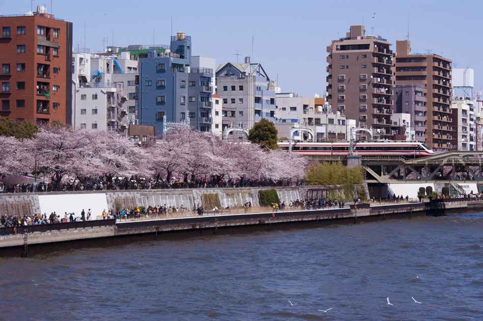 Landscape of Sumidagawa and railway bridge, water bus in Tokyo.
