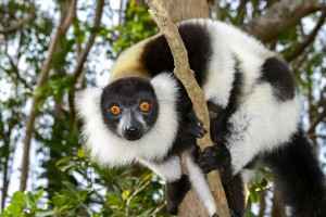 Essential Madagascar
