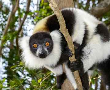 Lemur, Madagascar-resize