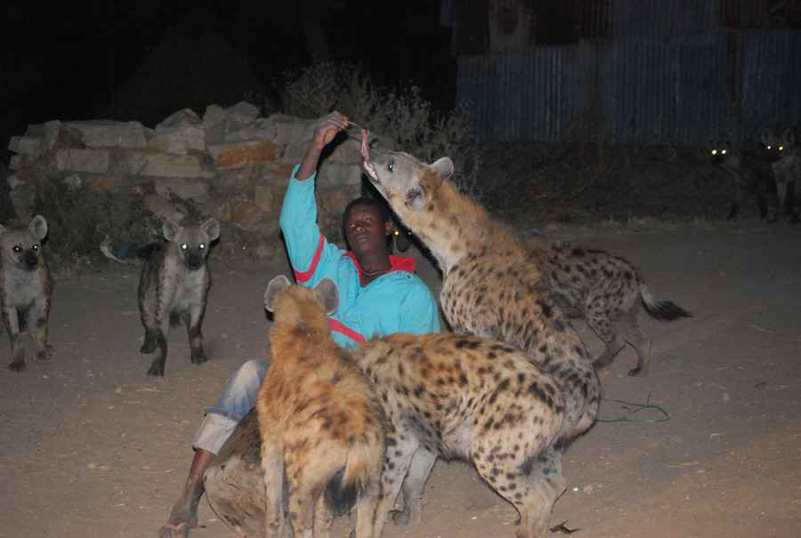 Feeding hyenas - Harar