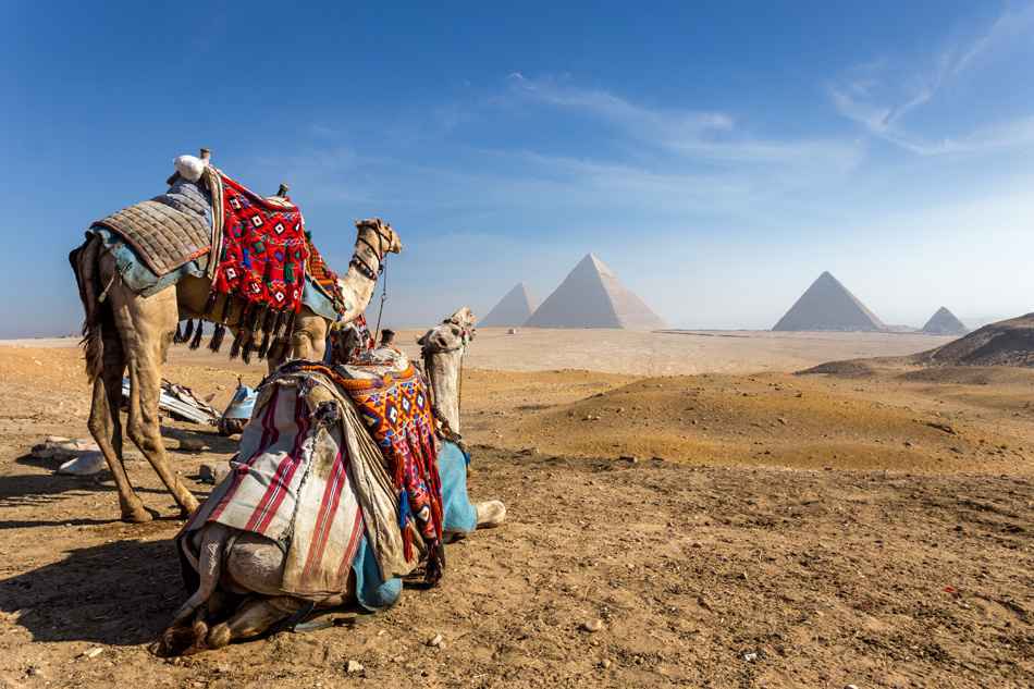 Camels and the Pyramids, Egypt