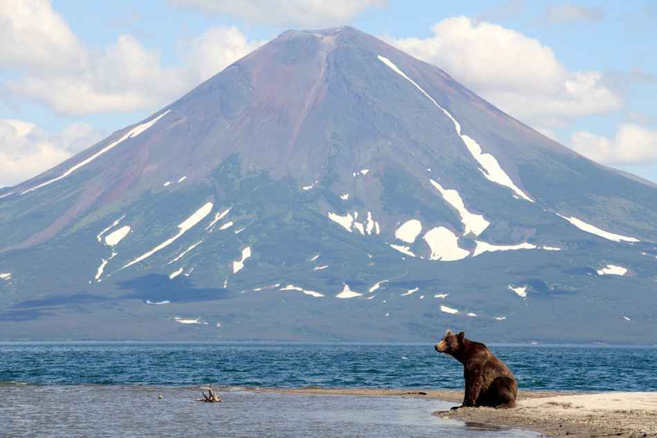 Bear and a volcano