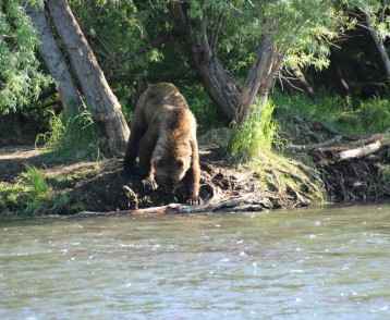 Bear at the lake
