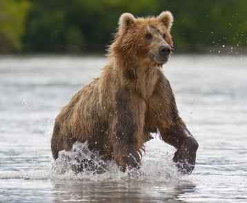 The brown bear fishes