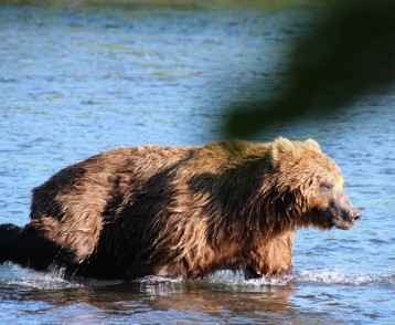 Bear in the river