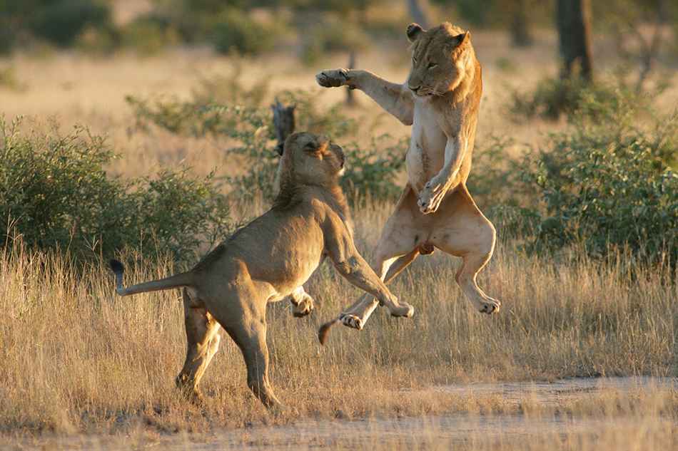 Young male lions playing with each other, jumping into air.