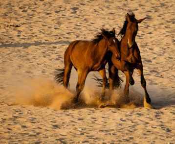 Desert Horse Action