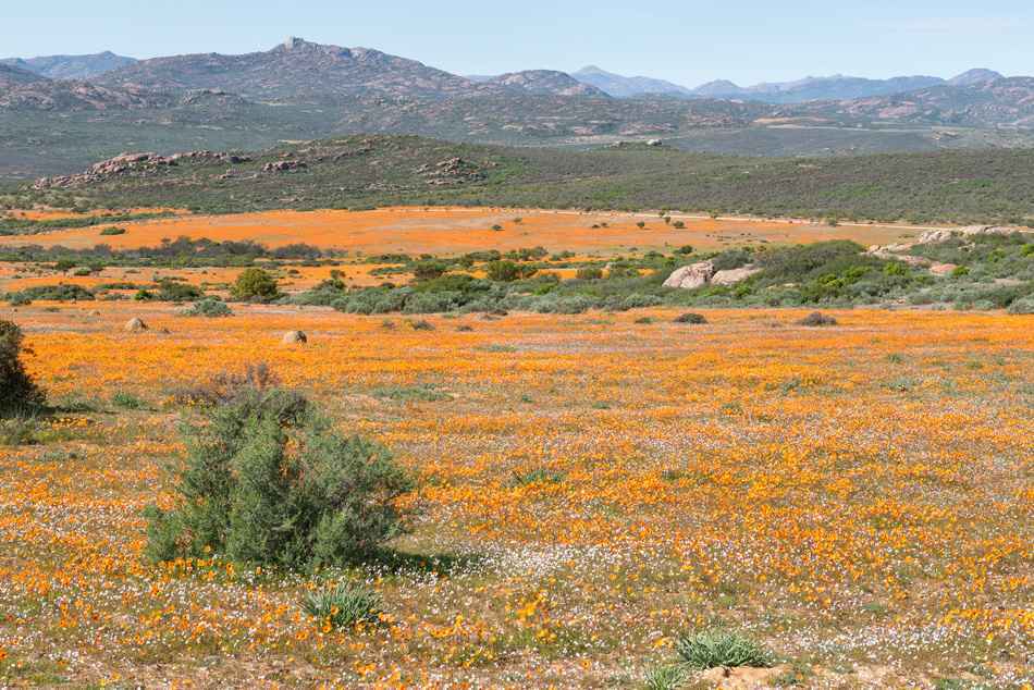 View of Skilpad in the Namaqua National Park