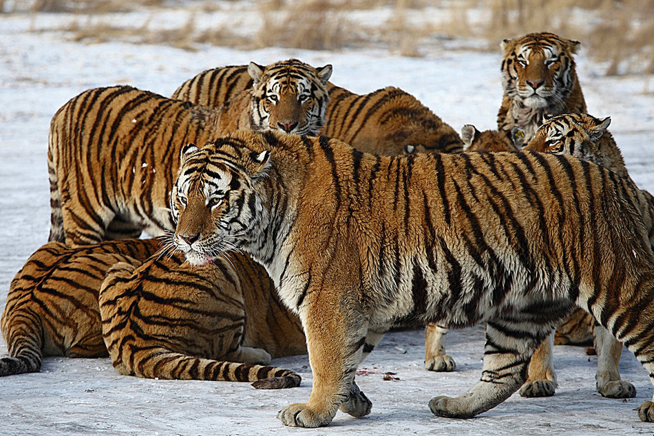 Siberian Tigers, Harbin