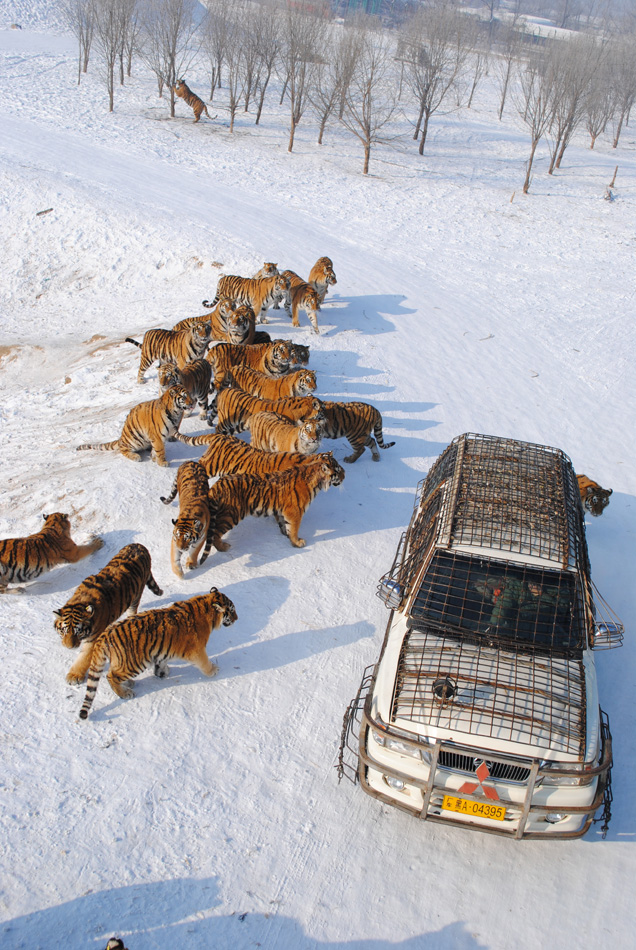 Siberian tiger park