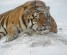 Up close and personal--a siberian tiger in Harbin