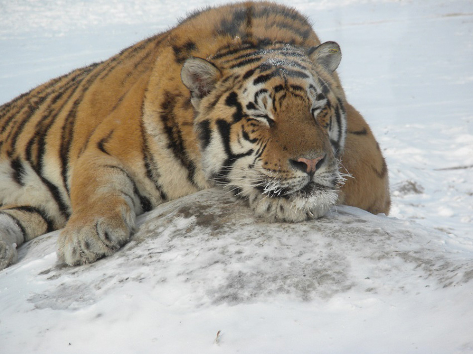Up close and personal--a siberian tiger in Harbin