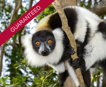 Essential Madagascar - guaranteed