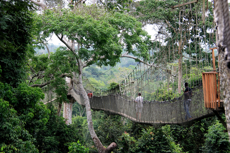 Tourists exploring the upper level of the rain forest while walk