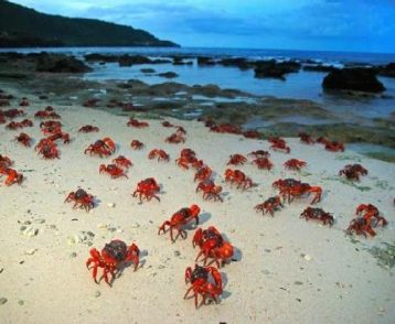 Red crabs at beach
