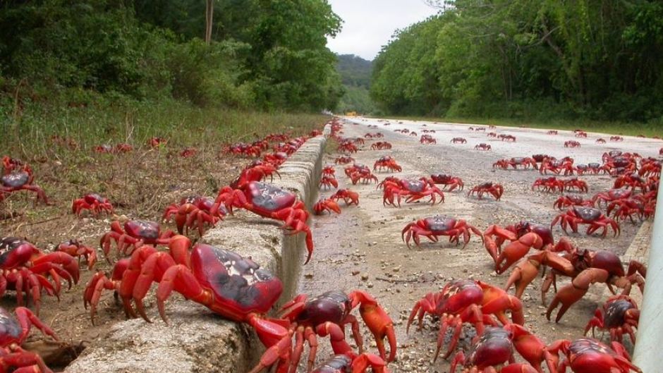 red crabs christmas island