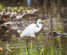 Bird Life of Kakadu National Park White Egret, Yellow Waters, bi
