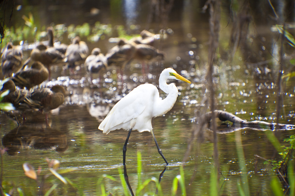 Bird Life of Kakadu National Park White Egret, Yellow Waters, bi