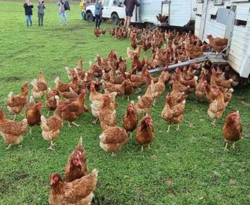 chickens at Three Ryans Farm