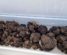 tray of truffles