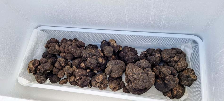 tray of truffles