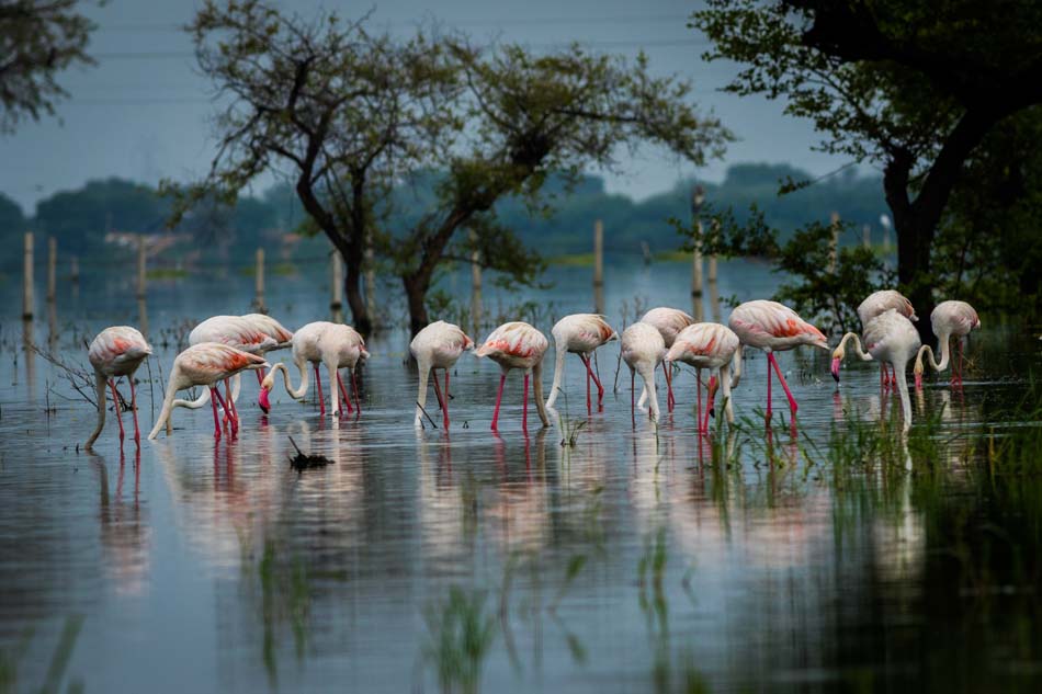 Greater flamingo flock in natural habitat. A nature paining crea