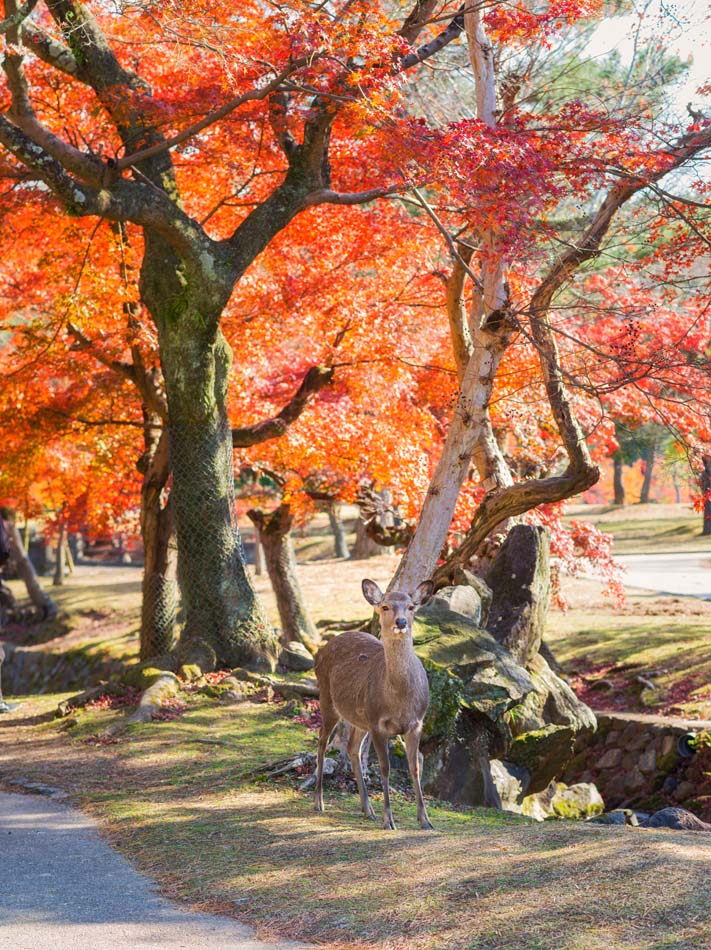 Autumn view in  Nara park . This Nara park is a public park loca