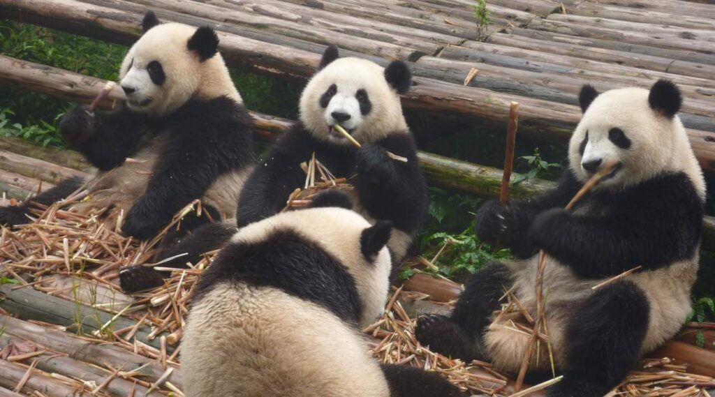 ChengduResearchBaseofGiantPandaBreedingTicket